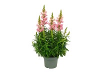 Lwia paszcza (Antirrhinum majus Sonnet) don. 19 cm