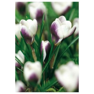 Zbliżenie białych krokusów z fioletowymi akcentami, kategoria cebulki kwiatowe.