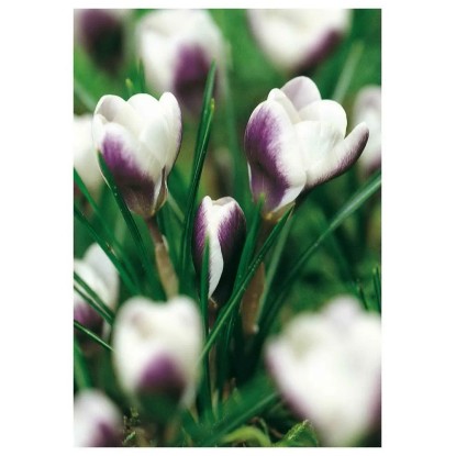 Krokus Chrysanthus Prince Claus 10 szt. fioletowo-biały