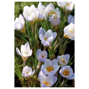 Szczegół białych cebulek krokusów, idealne do wiosennych ogrodów.