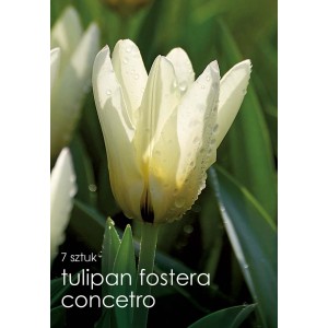 Zbliżenie białego tulipana Fosteriana 'Concerto'.