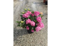 Hortensja ogrodowa (Endless Summer) - don. 10 l