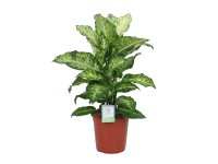 Difenbachia (Dieffenbachia) Mars - don. 24 cm
