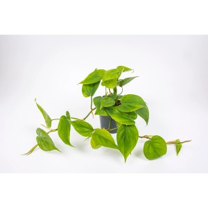 Zielona roślina doniczkowa t.b.t. w doniczce, duża roślina do wnętrz.