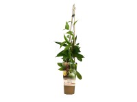 Actinidia Mini (Kiwi) mix wys. 25-40 cm