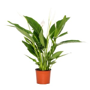 Skrzydłokwiat (Spathiphyllum Bingo) - don. 17 cm