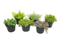 Rozchodnik (Sedum) mix