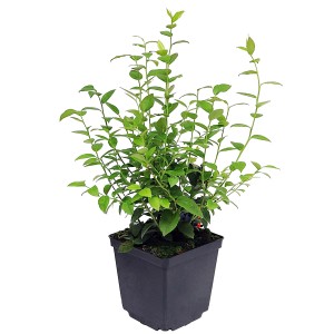 Młoda roślina borówki w doniczce z zielonymi liśćmi i pierwszymi owocami.