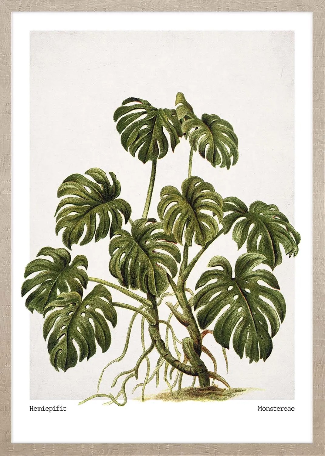 philodendron florida beauty vergrnt Philodendron Florida Beauty  Foliage Factory