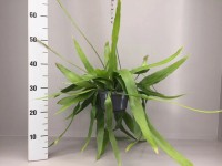 Epiphyllum pumilum wys. 20cm