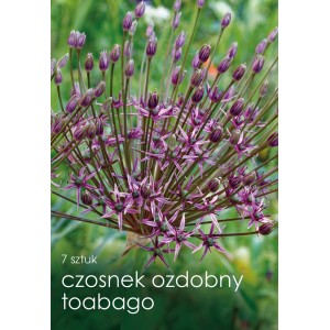 Zbliżenie kwitnącego czosnku ozdobnego 't.b.t.' z fioletowymi kwiatami.