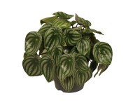 Peperomia Watermelon wys. 30-35cm