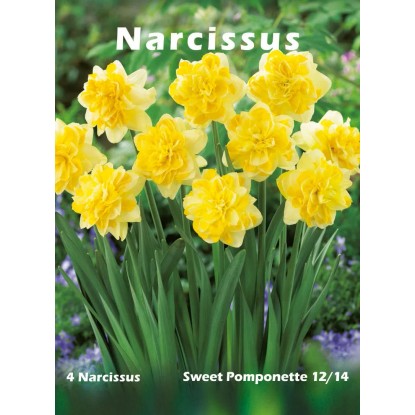Narcyz odm. Sweet Pomponette (Narcissus sp.)