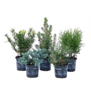 Różne iglaki w doniczkach, idealne do ogrodu i na balkon.