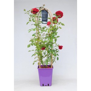 Czerwona róża rabatowa na podporze w fioletowej doniczce.
