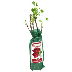 Zapakowana sadzonka porzeczki t.b.t. z zielonymi pędami.