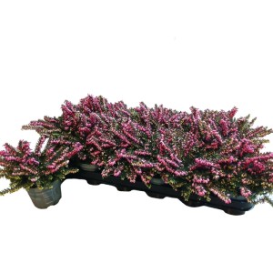 Wrzosiec (Erica Winter ladies) don. 9 cm