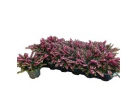 Wrzosiec (Erica Winter ladies) don. 9 cm
