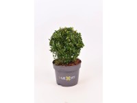 Ostrokrzew bukszpanowy zielony kula - 15 cm wys. 20 cm