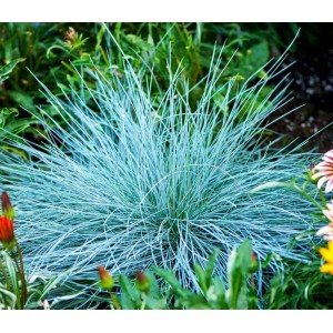 Niebieska trawa ozdobna 't.b.t.' jako atrakcyjny, zimozielony dodatek do ogrodu.