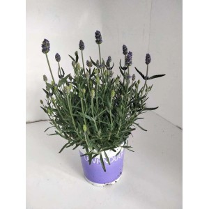 Kwitnąca lawenda w doniczce, idealna do ogrodu i na balkon.