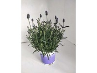Lawenda (Lavandula Hicote Blue) - don. 12 cm