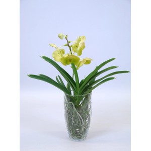 Żółta orchidea w szklanym wazonie. Dekoracyjna roślina doniczkowa do Twojego domu.