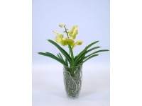Storczyk Vanda drobnokwiatowa w szkle 50cm 13cm