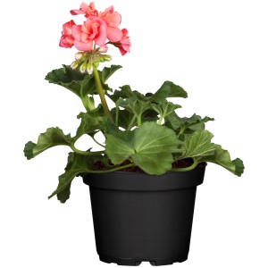 Stojąca pelargonia (Pelargonium Zonale) w doniczce, ok. 10,5 cm Ø, z różowymi kwiatami.