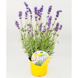 Kwitnąca lawenda w żółtej doniczce, dekoracyjna roślina doniczkowa.