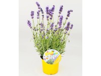 4Flower Byliny miododajne mix wys.30cm don.13cm
