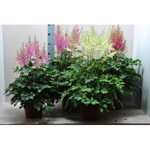 Astilbe 't.b.t.' w różnych kolorach jako kwitnące rośliny rabatowe w doniczkach.
