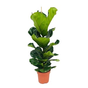 Fikus (Ficus Lyrata) - wys. około 100 cm, don. 21 cm