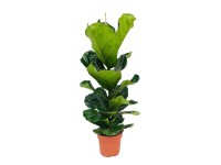 Fikus (Ficus Lyrata) - wys. około 100 cm, don. 21 cm