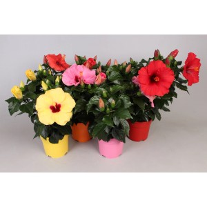 Różnokolorowe rośliny doniczkowe hibiskusa w doniczkach.