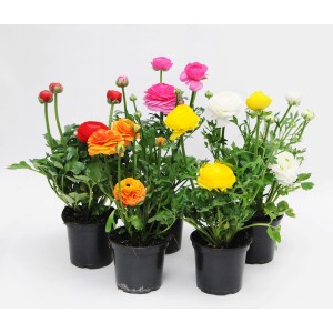 Kwitnące rośliny t.b.t. w doniczkach z kolorowymi kwiatami (czerwony, żółty, różowy, biały).