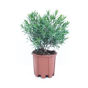 Krzew t.b.t. w doniczce z zielonymi liśćmi. Krzew ozdobny do ogrodu i na balkon.