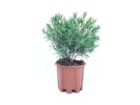 Kuflik krzew wys. 20-30 cm don. 2l