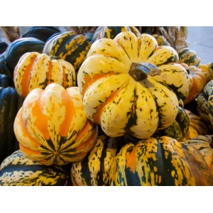 Dekoracyjne dynie w różnych kolorach i kształtach do dekoracji ogrodu.