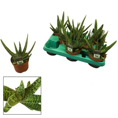 Gasteria carinata Big Ben wys. 18-22cm