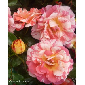 Kwitnąca róża rabatowa z różowo-białymi kwiatami i żółtym pąkiem.