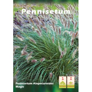 Zdjęcie rozplenicy japońskiej 'Magic': Trawa ozdobna z delikatnymi kwiatostanami do ogrodu.