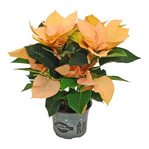 Pomarańczowa gwiazda betlejemska w doniczce z dekoracją świąteczną.