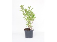 Krzewuszka (Weigela florida Red Pronce) wys. 30-40 cm