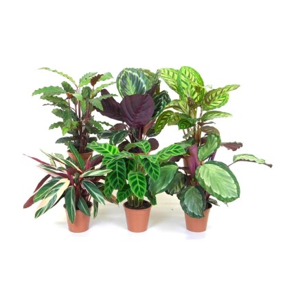 Kalatea (Calathea) - don. 13 cm