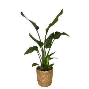 Roślina w koszu ozdobnym mix don. 21 cm