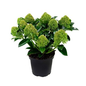 Skimmia japońska (Skimmia japonica) White Globe - don. 15 cm