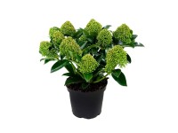 Skimmia japońska (Skimmia japonica) White Globe - don. 15 cm