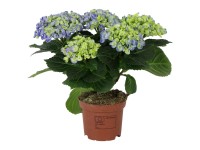 Hortensja wielokwiatowa (Hydrangea Curly Wurly) - don. 20-25 cm