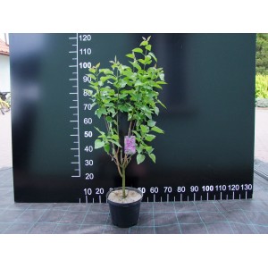 Młody lilak (t.b.t.) w doniczce z zielonymi liśćmi na czarnym tle.